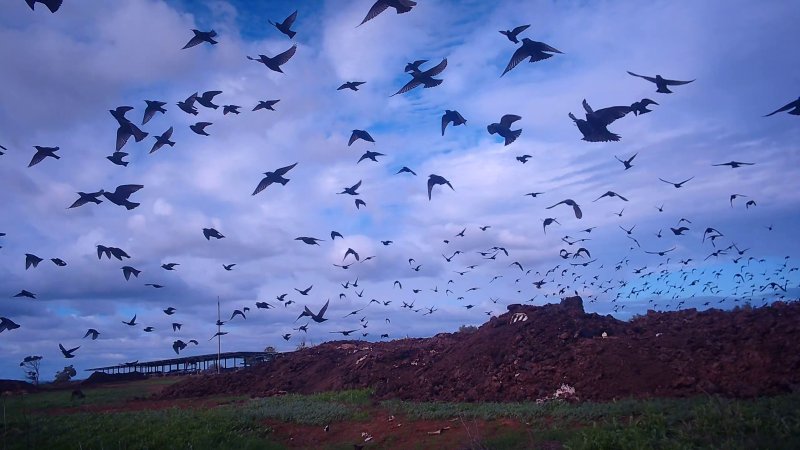Dead pile at dairy farm