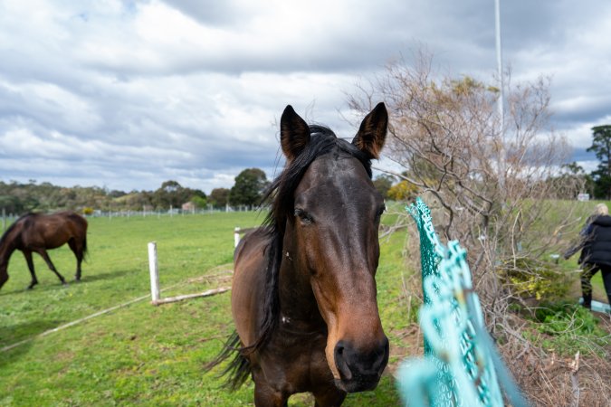 Stallion at fence of Maxine Fraser's property