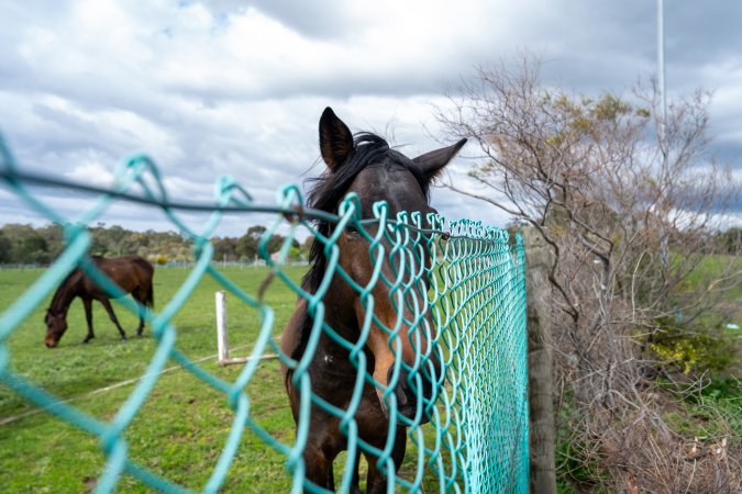 Stallion at fence of Maxine Fraser's property