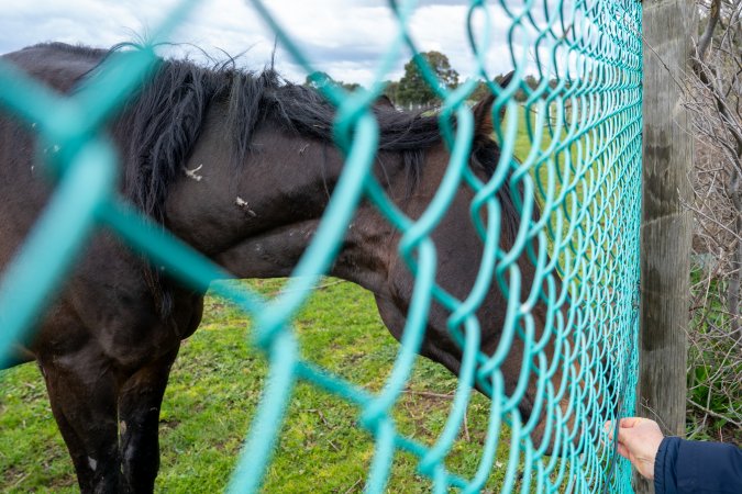 Stallion with scratches on neck
