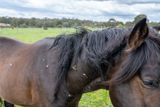 Stallion with scratches on neck
