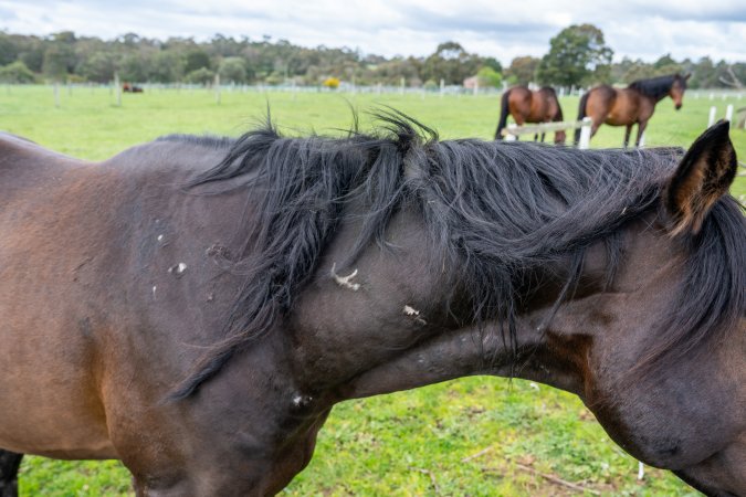 Stallion with scratches on neck
