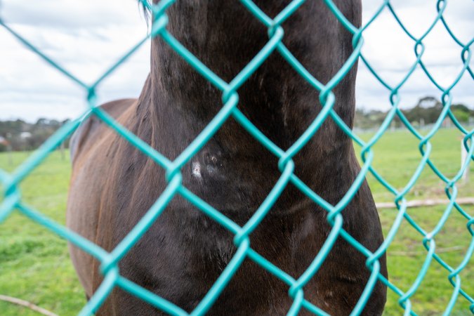 Stallion with scratches on neck