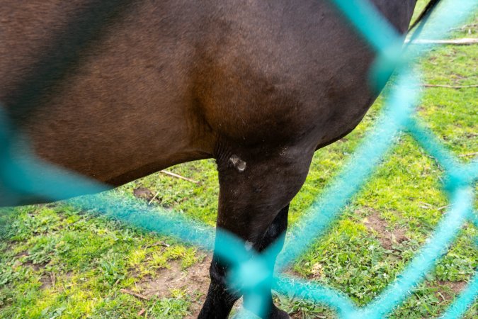 Stallion with scratch on leg