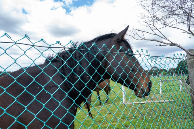 Stallion at fence