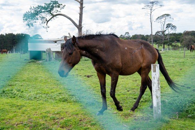 Stallion with scratches