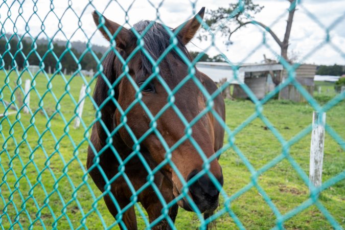 Stallion at fence