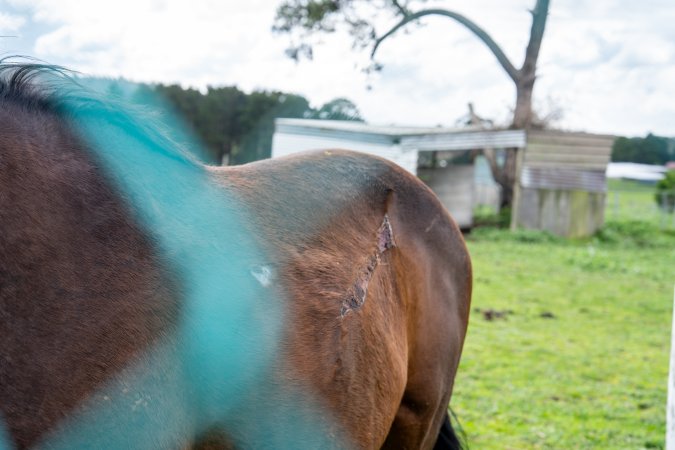Stallion with large, semi-healed gash on side