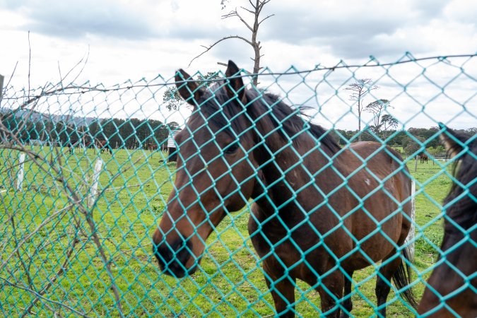 Stallion at fence