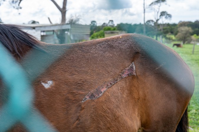 Stallion with large, semi-healed gash on side