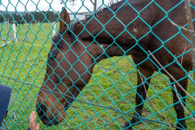 Stallion at fence