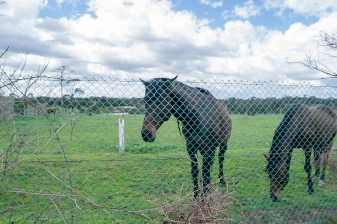 Stallions at fence