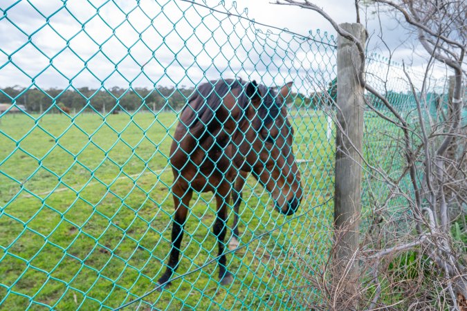 Stallion at fence