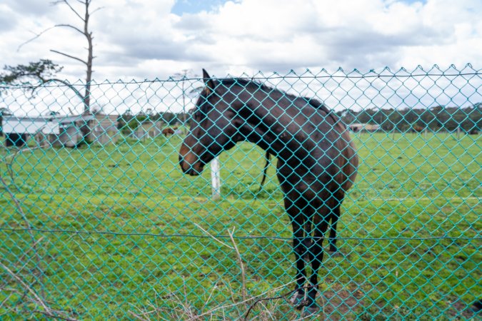 Stallion at fence