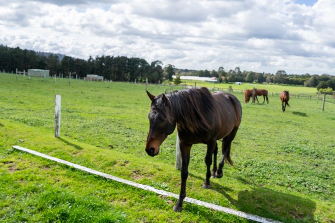 Horses in paddock