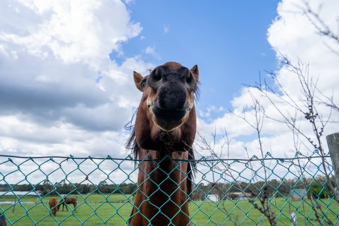 Stallion at fence
