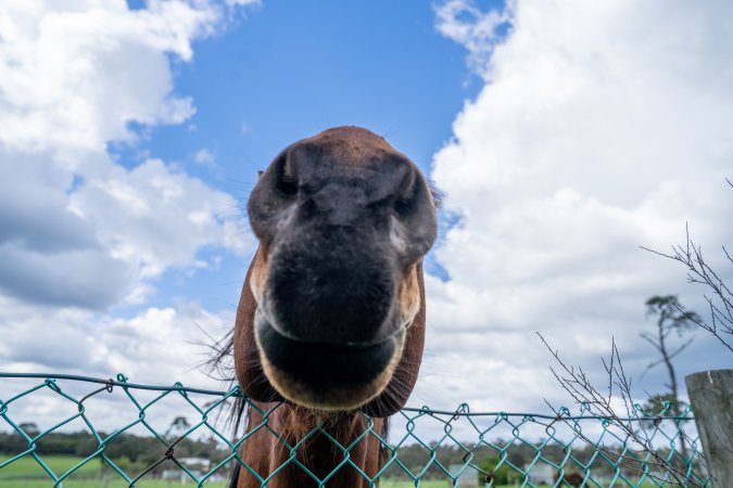 Stallion at fence
