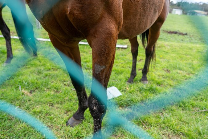 Stallion with missing fur on leg