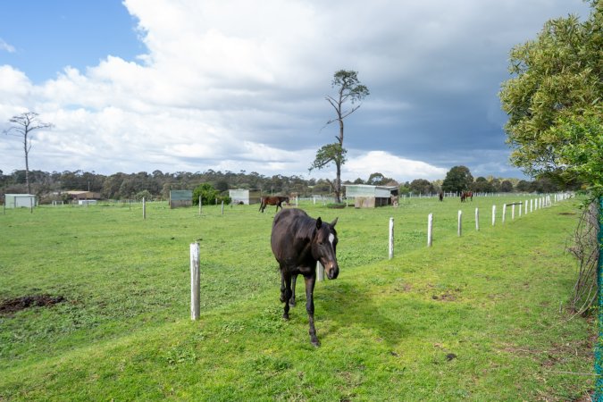 Stallion in paddock