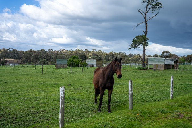 Stallion in paddock