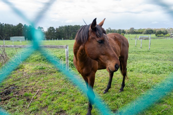 Stallion at fence