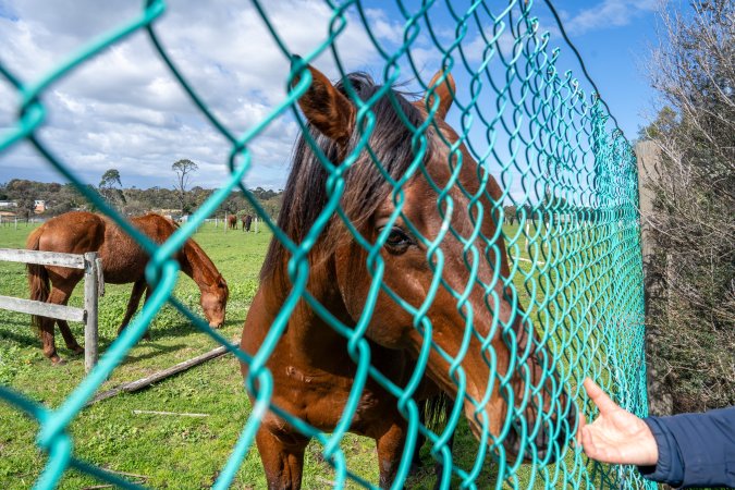 Stallion at fence