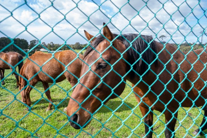 Stallion at fence