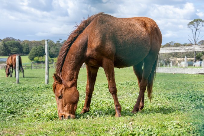 Young colt - injured leg