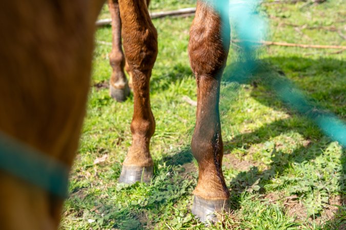 Young colt - injured leg