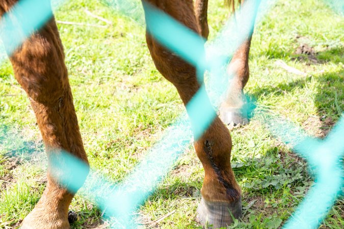 Young colt - injured leg