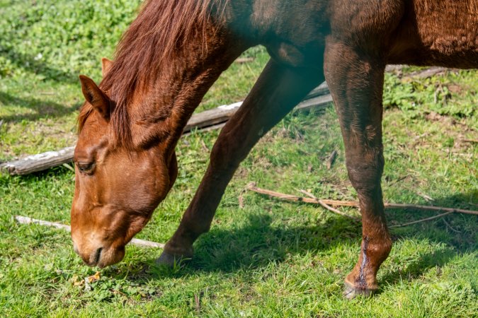Young colt - injured leg