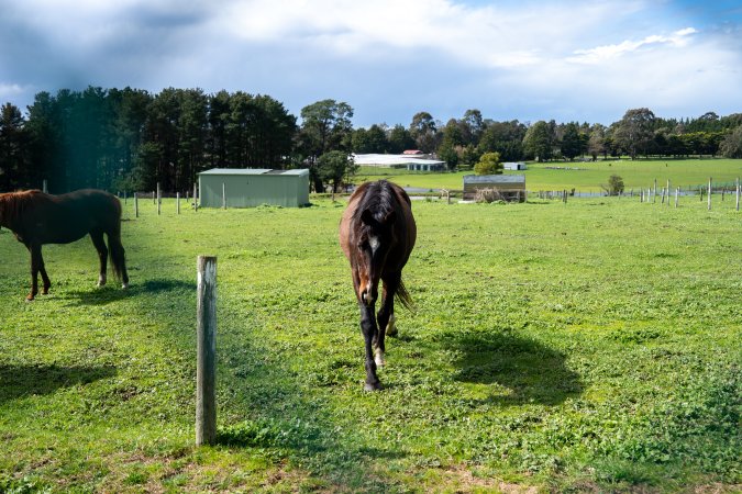 Horse in paddock
