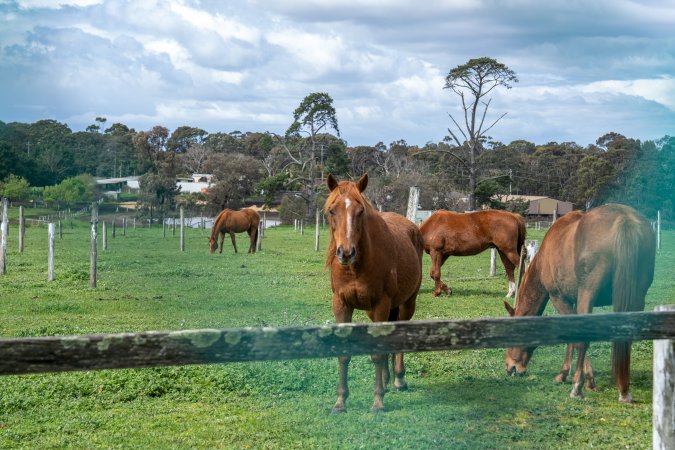 Gelding in paddock