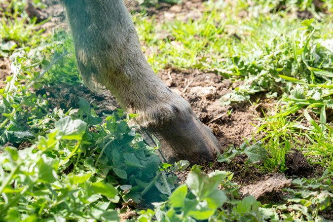 Horse with bad hooves
