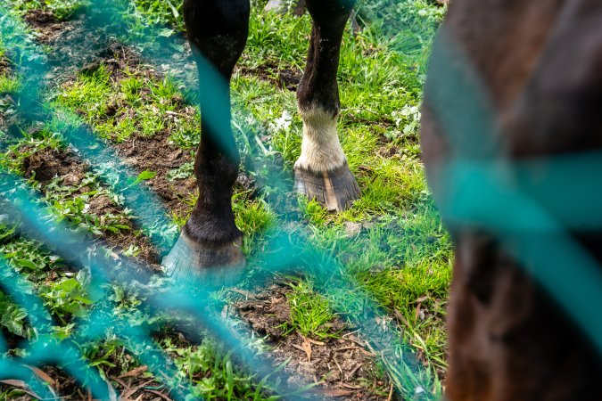 Horse with bad hooves