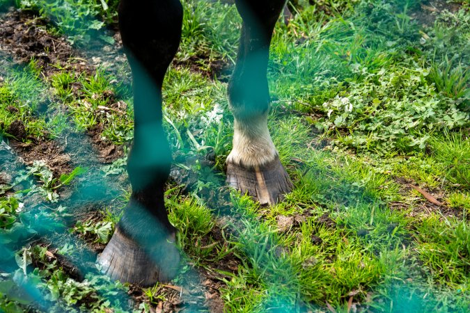 Horse with bad hooves