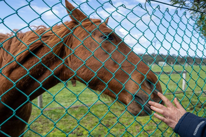 Horse at fence