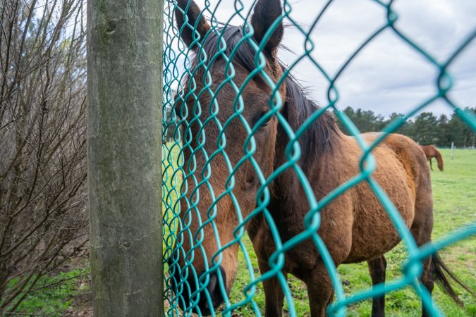 Stallion at fence