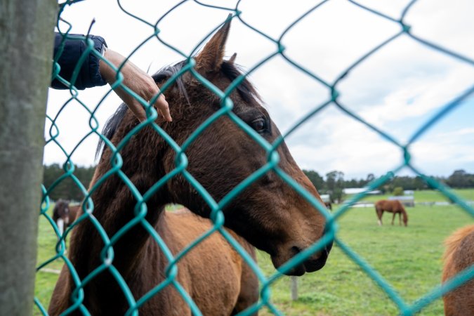 Stallion at fence