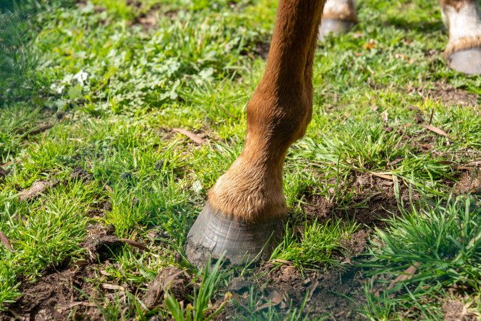 Horse with bad hooves