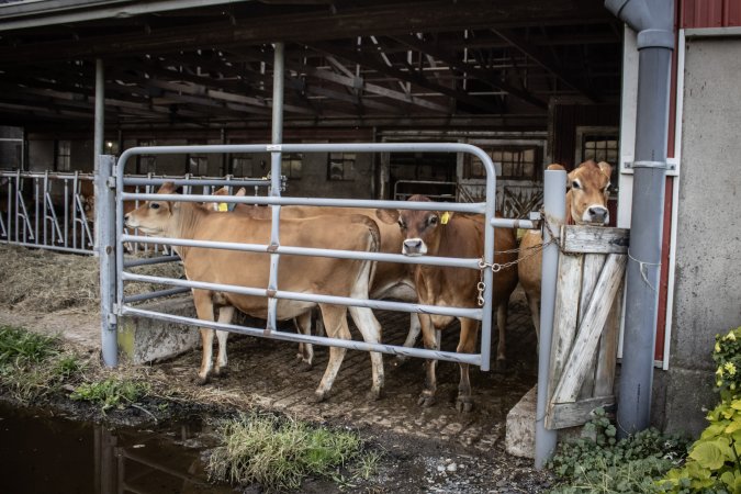 Springhouse Creamery