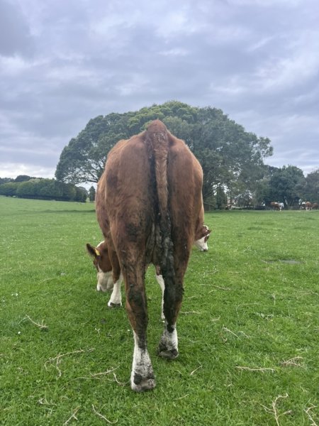 Cow with Dirty Back-end