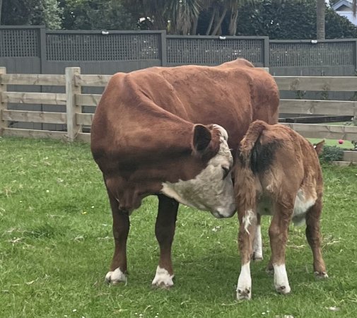 Calf with Dirty Back-end