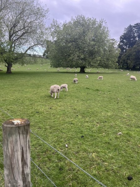 Sheep - tail docked