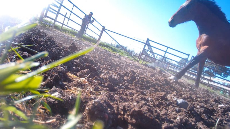 Horse yards and slaughter at residential property of Peter Loffel