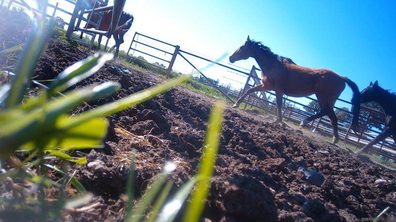 Horse yards and slaughter at residential property of Peter Loffel