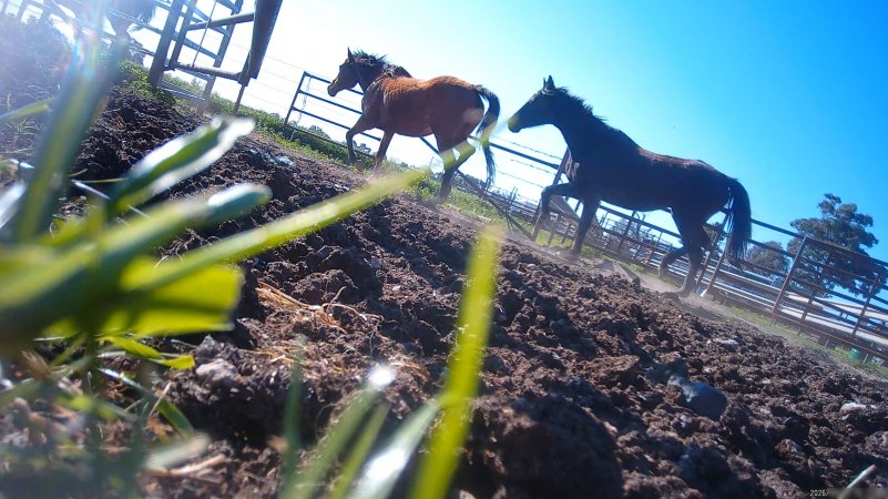 Horse yards and slaughter at residential property of Peter Loffel