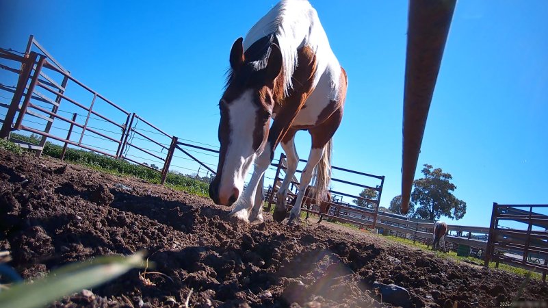 Horse yards and slaughter at residential property of Peter Loffel