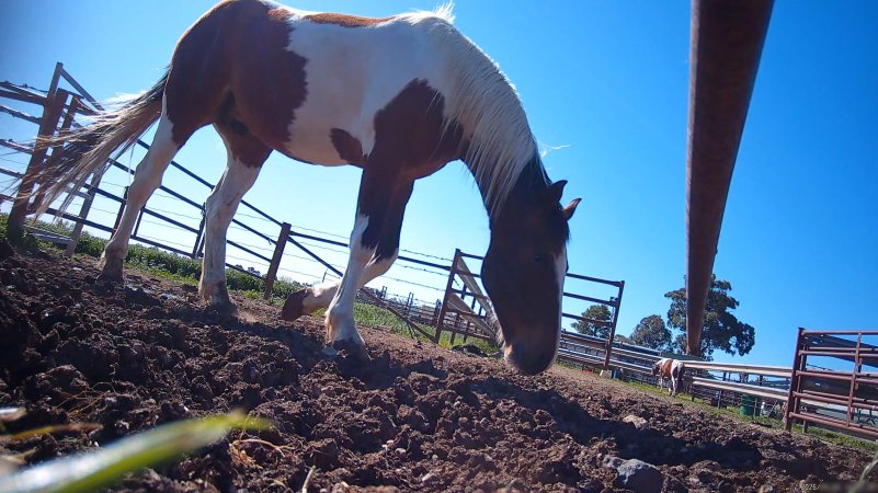 Horse yards and slaughter at residential property of Peter Loffel