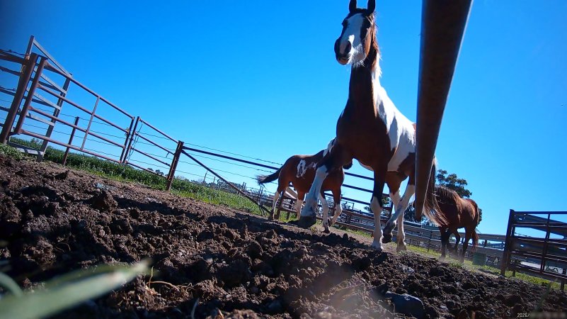 Horse yards and slaughter at residential property of Peter Loffel